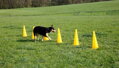 Pylonový překážkový set Agility