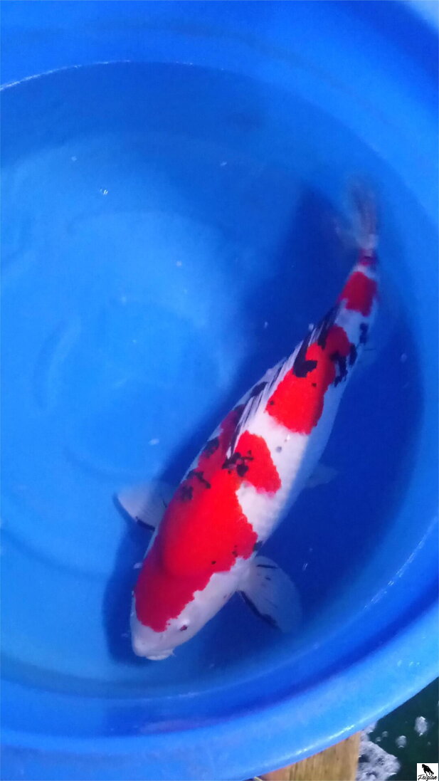 Taisho Sanke Koi