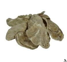 Japonské ústřice do zahradního jezírka