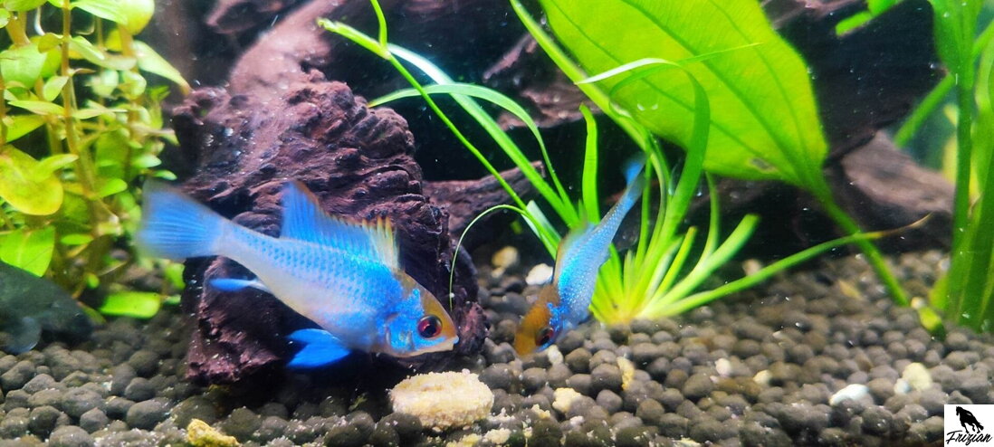 Zakládání akvária