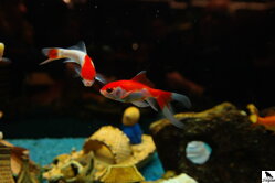 Sladkovodní akvária