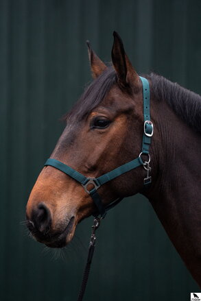 Ohlávka -Brisbane- PONY