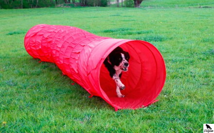 Agility tunel pro psy