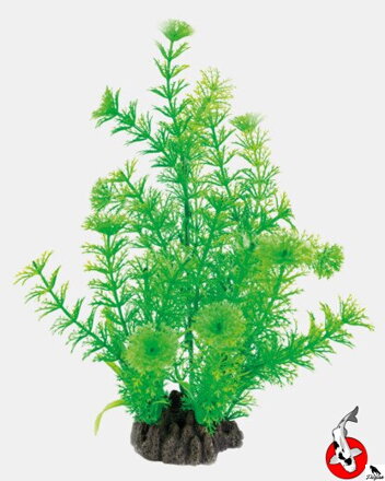 ART ROSTLINA 25CM CABOMBA