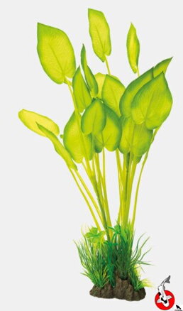 ART ROSTLINA 40CM ECHINODORUS