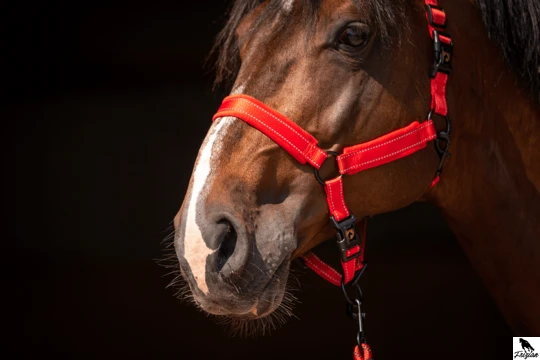 Excellent Horse Superior Halter Red