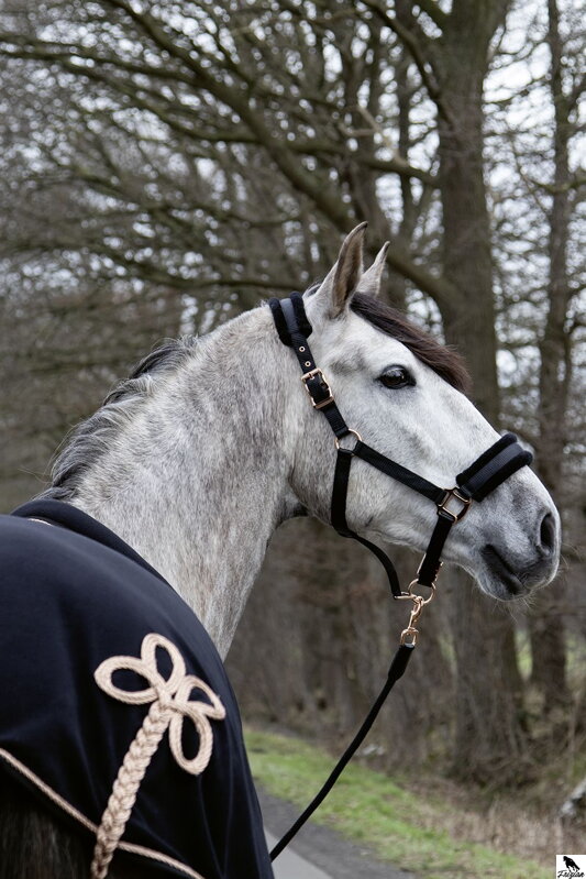 Ohlávka -Rosegold Glamour- Style čierny