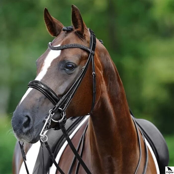 Passier Hubertus Schmidt Double Bridle