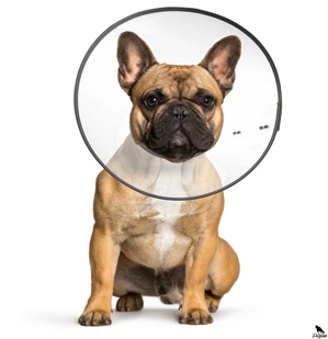 Plastový límec L 24-39cm