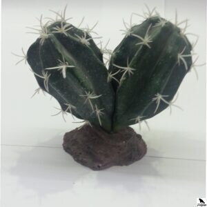 KAKTUS SINAI 13 cm