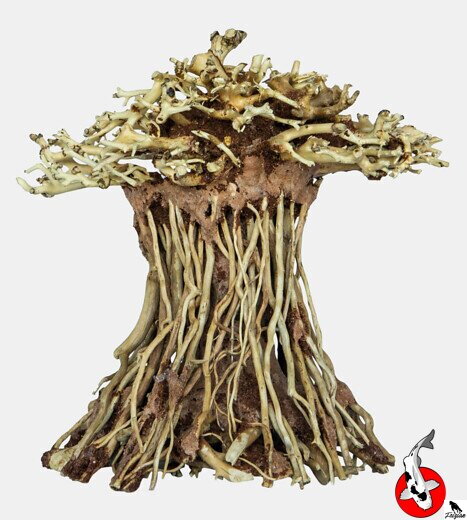 BONSAJOVÁ HOUBA MALÁ