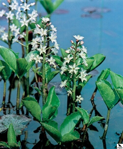 KOIC Vachta trojlistá - Menyanthes trifoliata C