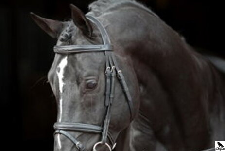 Používání uzdy pro koně