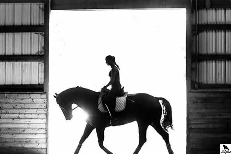 10 zlatých pravidel o výživě koní